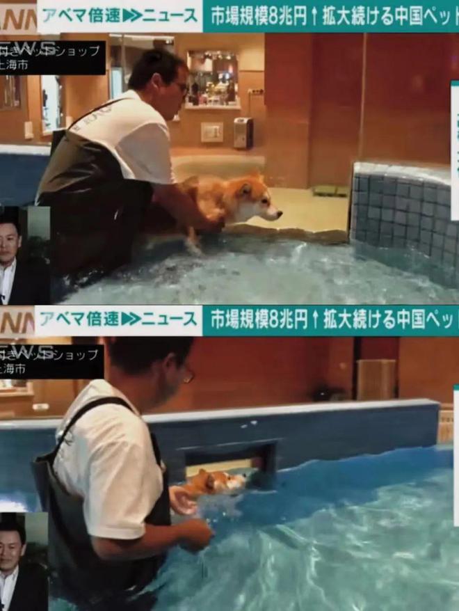 上海宠幸宠物用品有限公司怎么样_高端宠物店体验_上海宠物经济