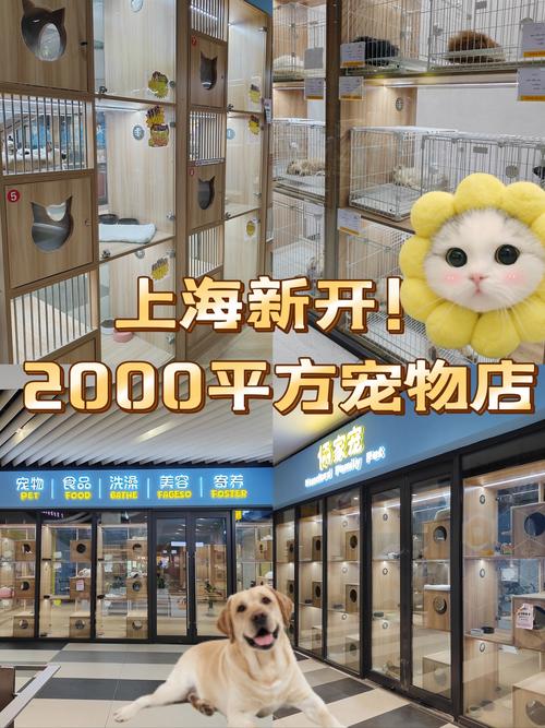 上海靠谱猫舍推荐！宠物基地超棒，性价比超高